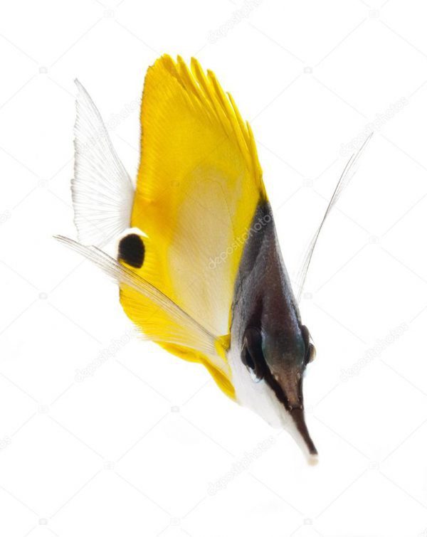 پروانه ماهی پوزه بلند زرد