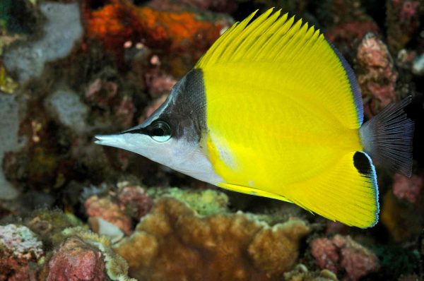 Yellow Longnose Butterflyfish