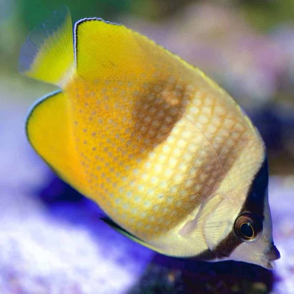 Klein's Butterflyfish