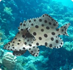 Panther Grouper