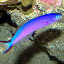 Purple Tilefish
