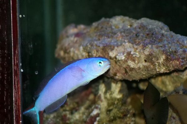 Purple Tilefish