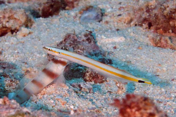 The Curious Wormfish is also referred to as the Rainbow Goby, the Neon Worm Goby, and the Yellow-striped Worm Eel. The Curious Wormfish has orange and metallic blue stripes running the length of its body. A tank of at least 30 gallons or larger with a sandy bottom will provide a healthy environment, as this fish tends to bury itself in soft substrate both at night and when startled. The Curious Wormfish may be kept as an individual or in small groups, but all need to be introduced to the tank simultaneously and have plenty of swimming room. Its tankmates should be peaceful, as it is easy prey for more aggressive fish. The meaty diet of the Curious Wormfish should include fresh or frozen seafood and brine and mysis shrimp.
