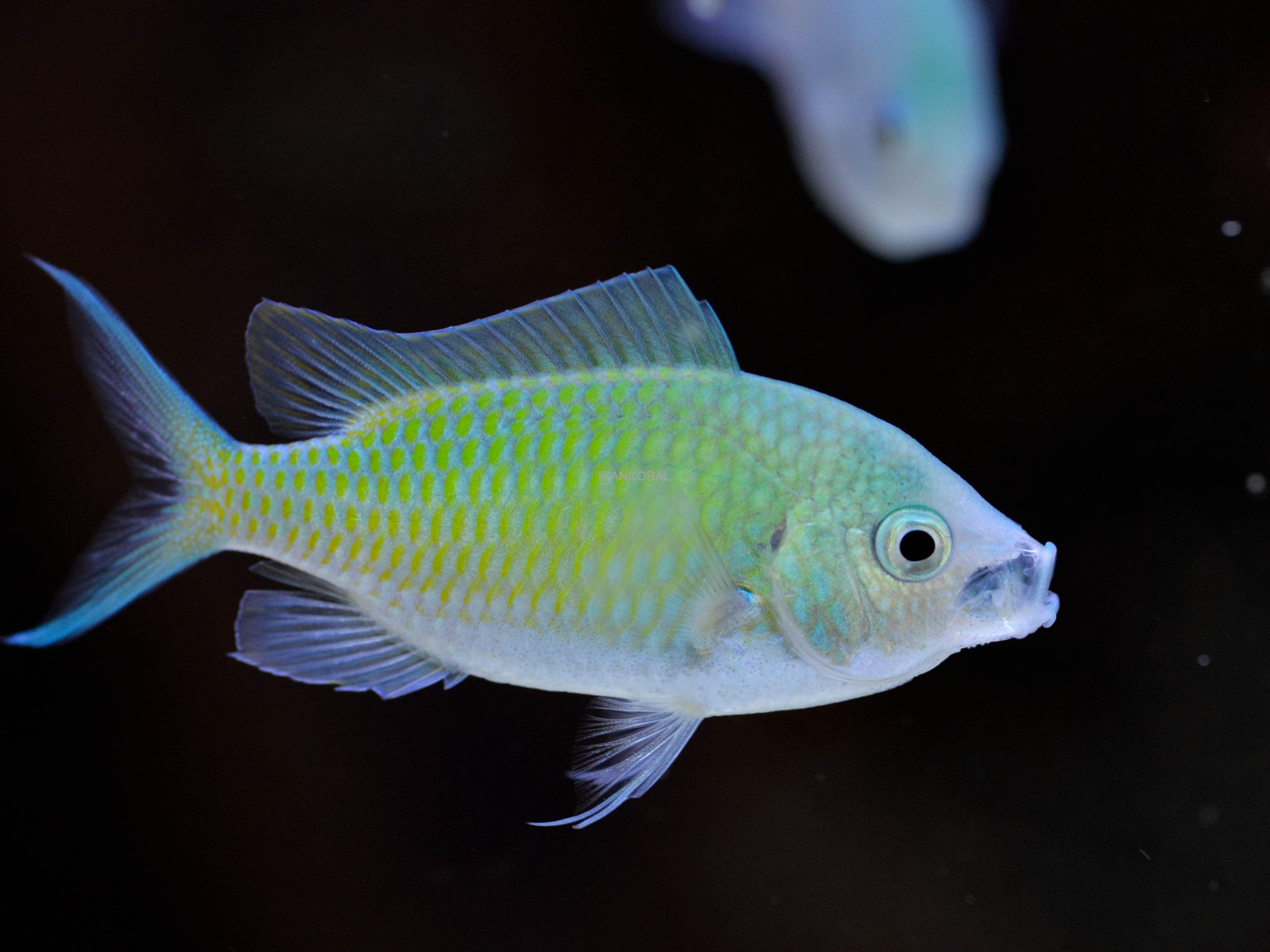 کرومیس سبز و آبی