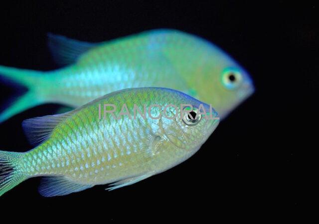 کرومیس سبز و آبی