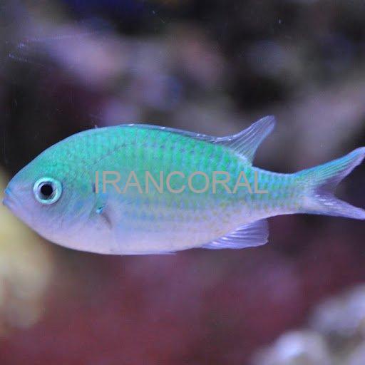 کرومیس سبز و آبی