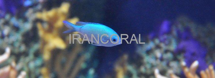 کرومیس سبز و آبی