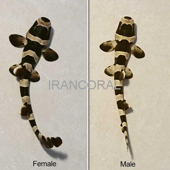 Black Banded Cat Shark