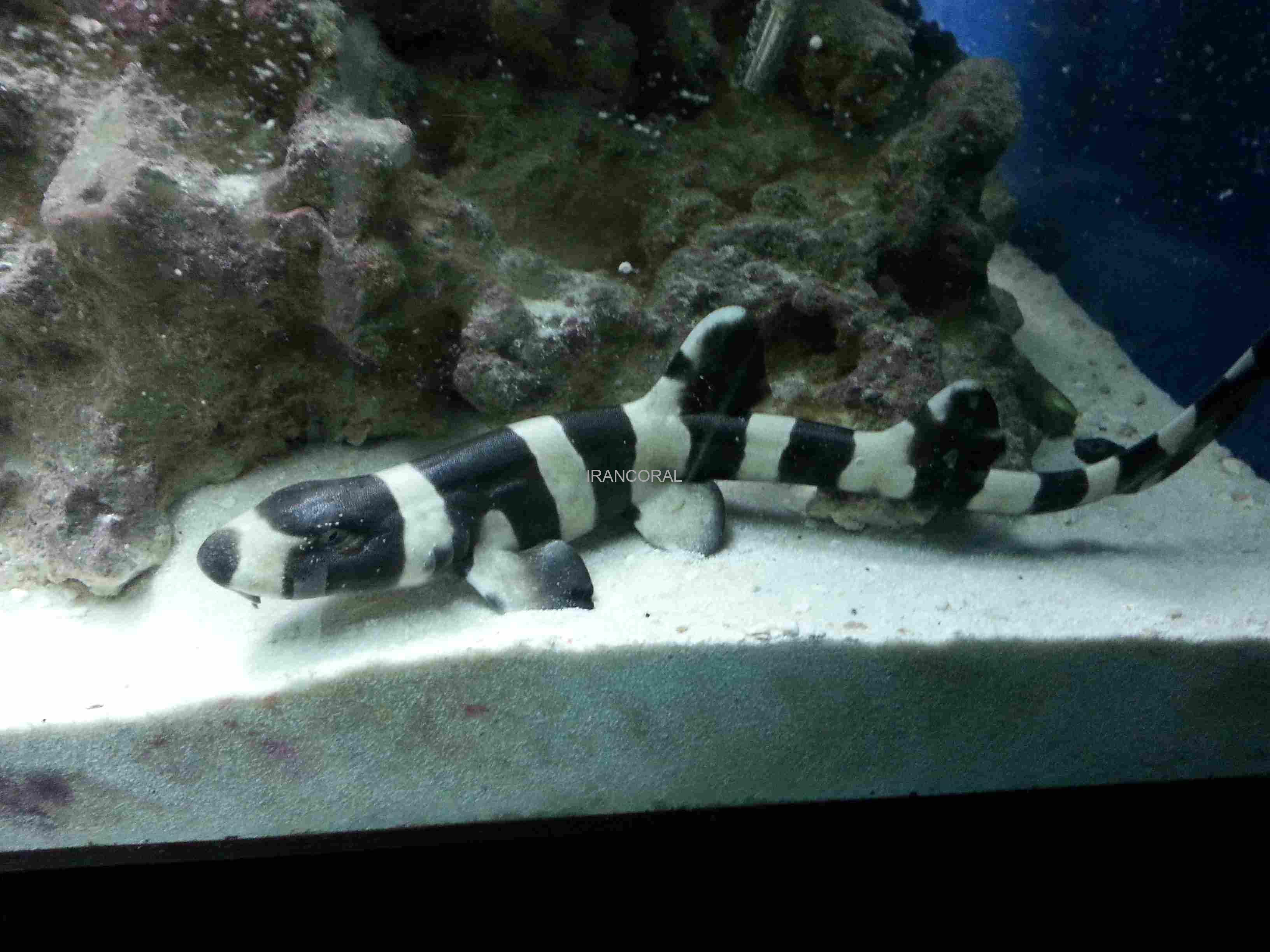 Black Banded Cat Shark
