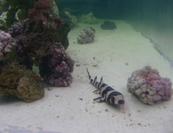 Black Banded Cat Shark