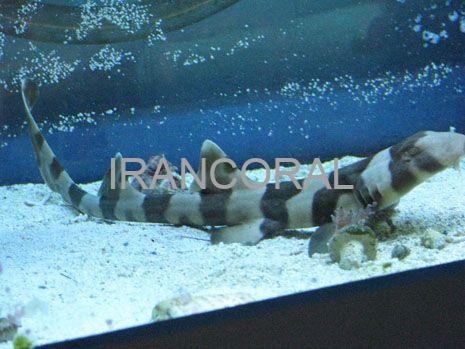 Black Banded Cat Shark