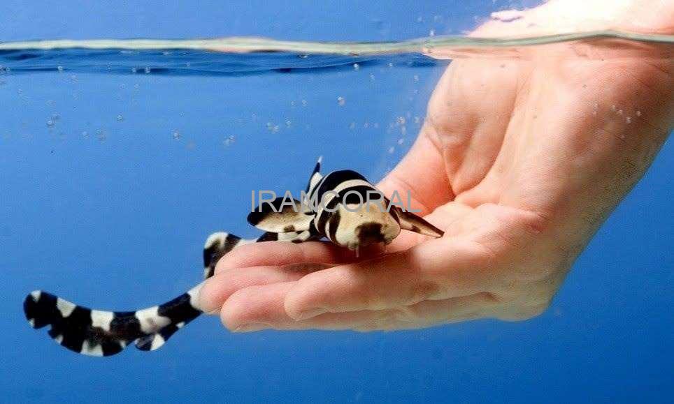Black Banded Cat Shark