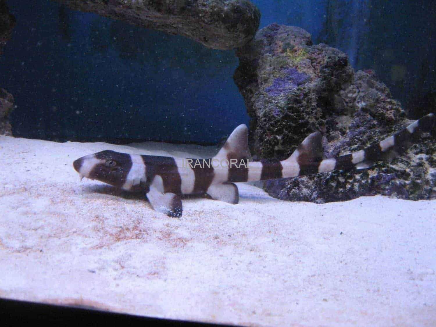 Black Banded Cat Shark