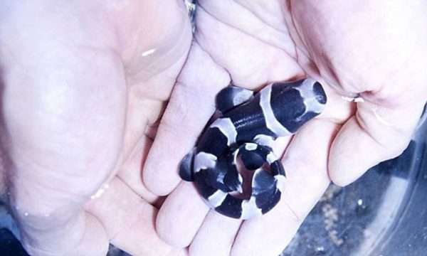 Black Banded Cat Shark