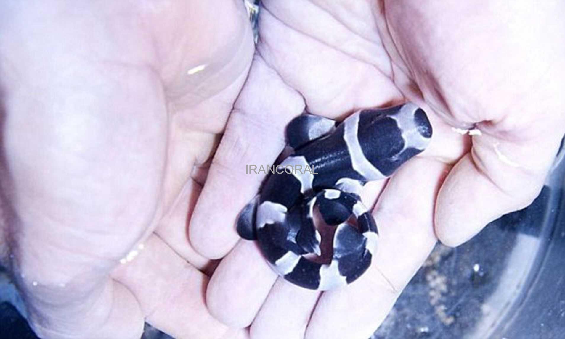 Black Banded Cat Shark