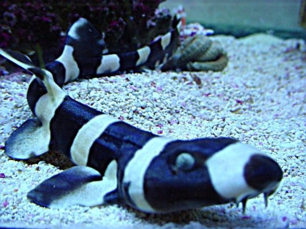 Black Banded Cat Shark