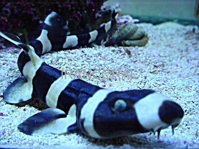 Black Banded Cat Shark