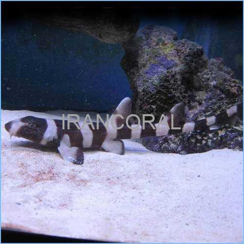 Black Banded Cat Shark