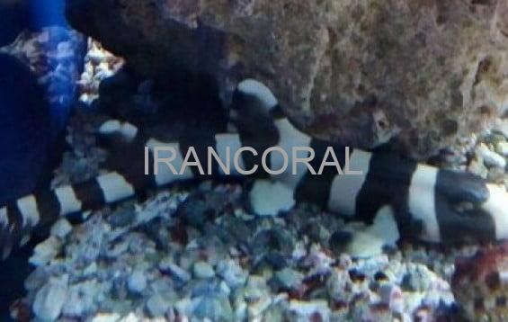 Black Banded Cat Shark