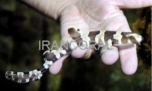 Black Banded Cat Shark