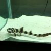 Black Banded Cat Shark