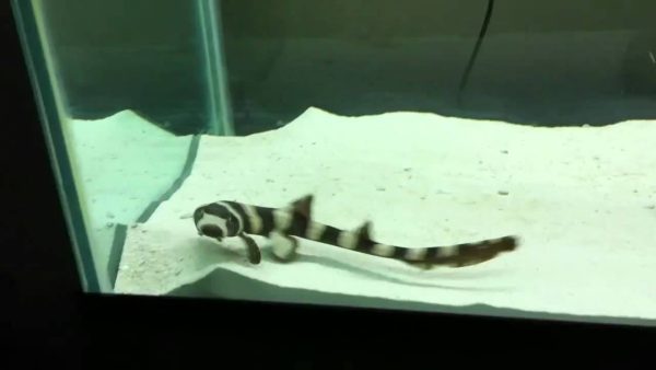 Black Banded Cat Shark