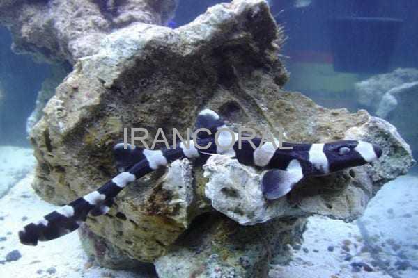 Black Banded Cat Shark