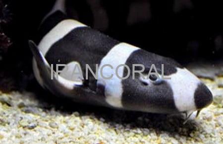 Black Banded Cat Shark