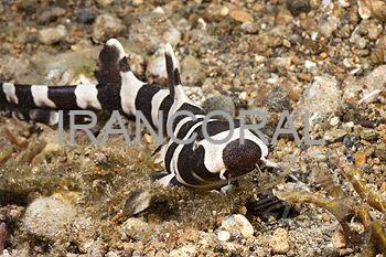 Black Banded Cat Shark