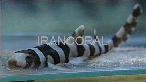 گربه کوسه بامبو