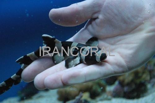 Black Banded Cat Shark