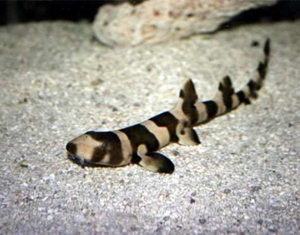 گربه کوسه بامبو