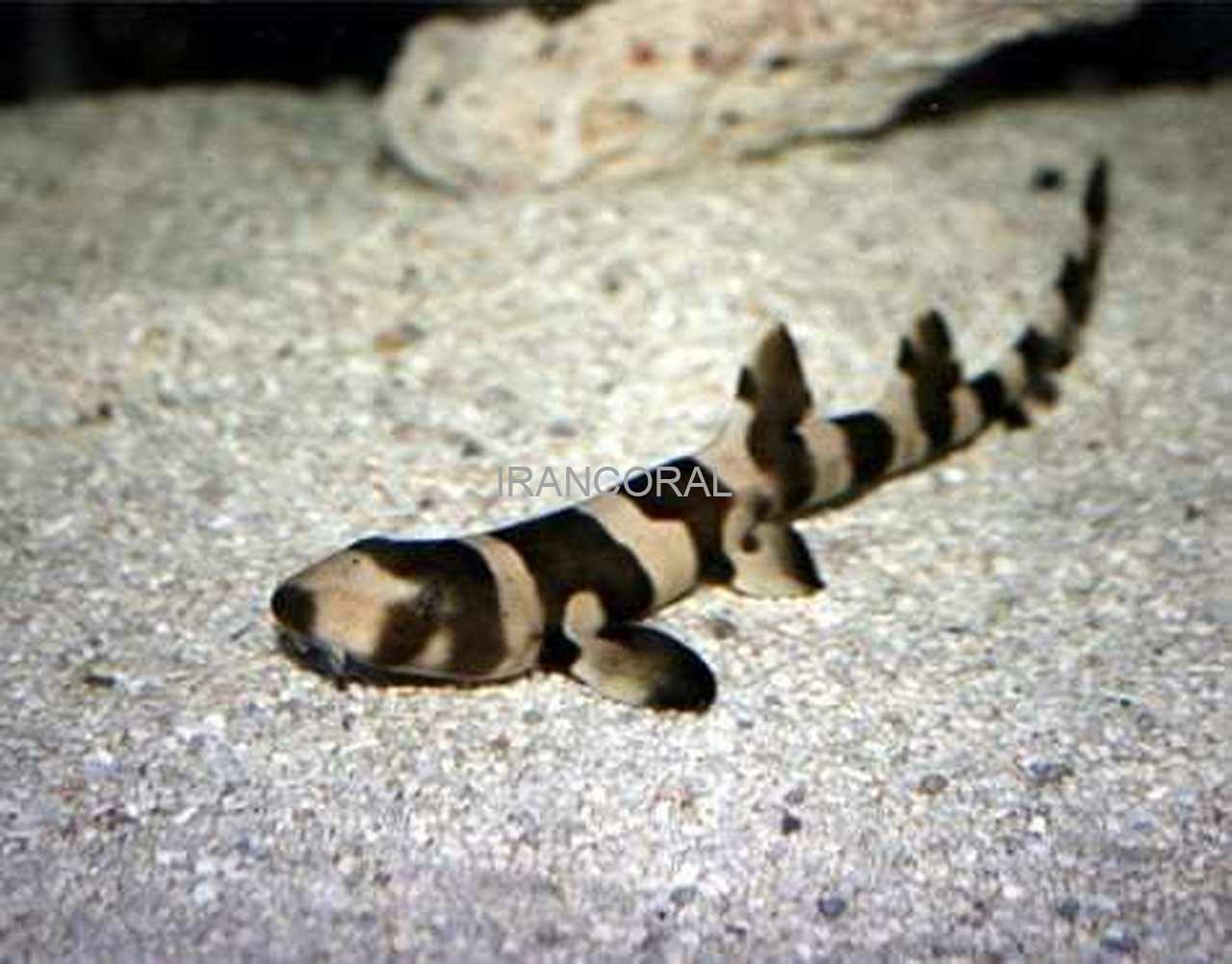 گربه کوسه بامبو