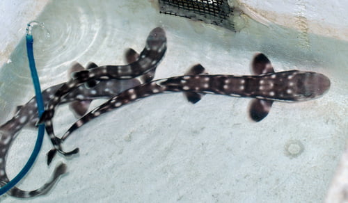 Marbled Cat Shark