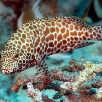 گروپر لانه زنبوری