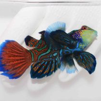 گرین ماندارین