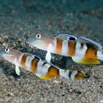 Tiger Watchman Goby