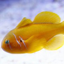 Citrinis Clown Goby