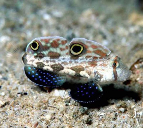 Two Spot Goby