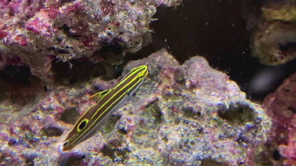 Hector's Goby