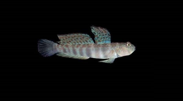 Blue spotted Watchman Goby