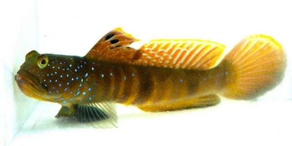 Blue spotted Watchman Goby