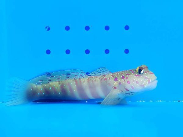 Pink Spotted Watchman Goby