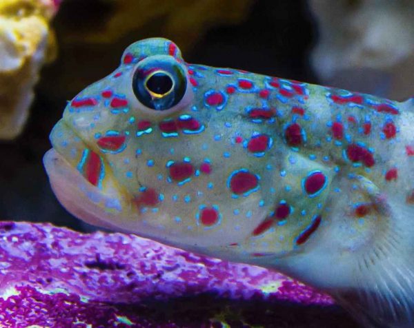 Pink Spotted Watchman Goby