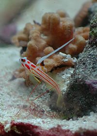 Yasha White Ray Shrimp Goby
