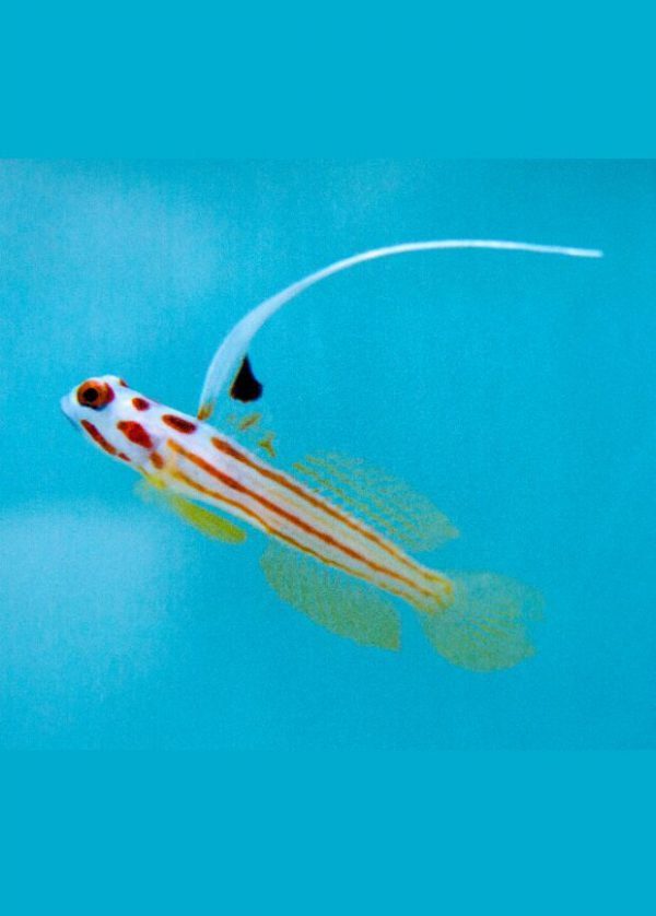 Yasha White Ray Shrimp Goby