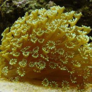 مرجان شقایق سنگ زرد