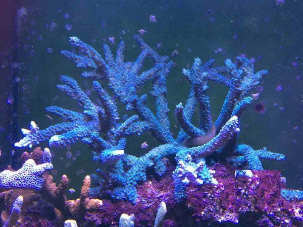 مرجان اکروپورا شاخه ای فورموسا آبی