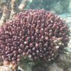 مرجان اکروپورا شاخ گوزنی بنفش