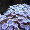 مرجان شقایق سنگ شاخه ای الترا